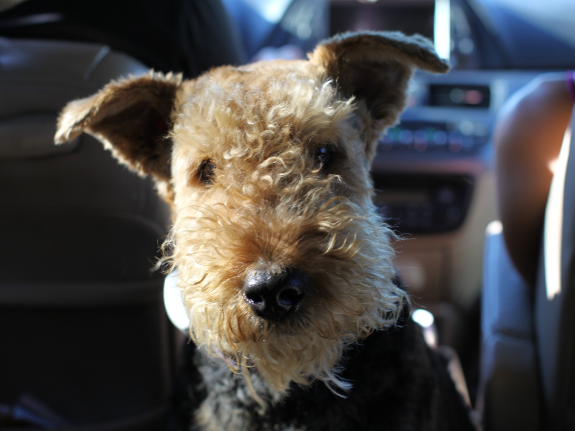 Забавный эрдельтерьер в машине