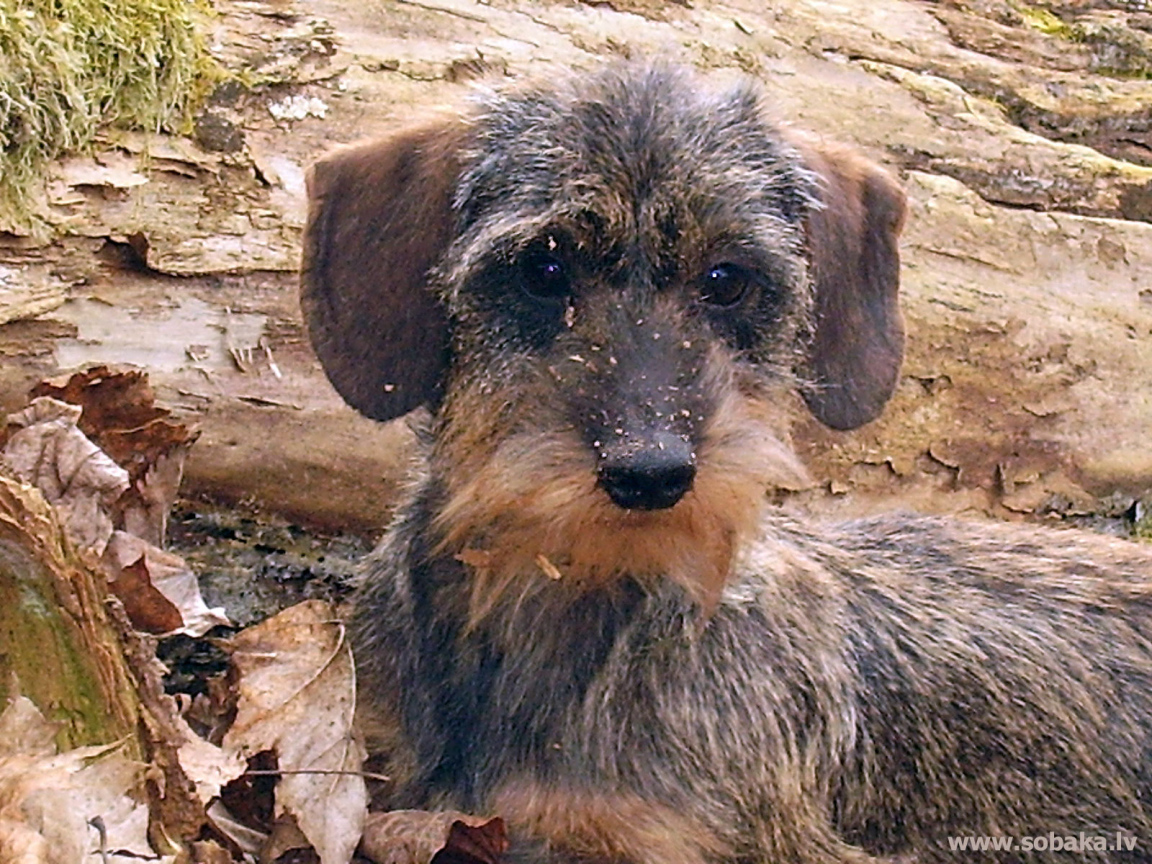 Пушистая такса в лесу