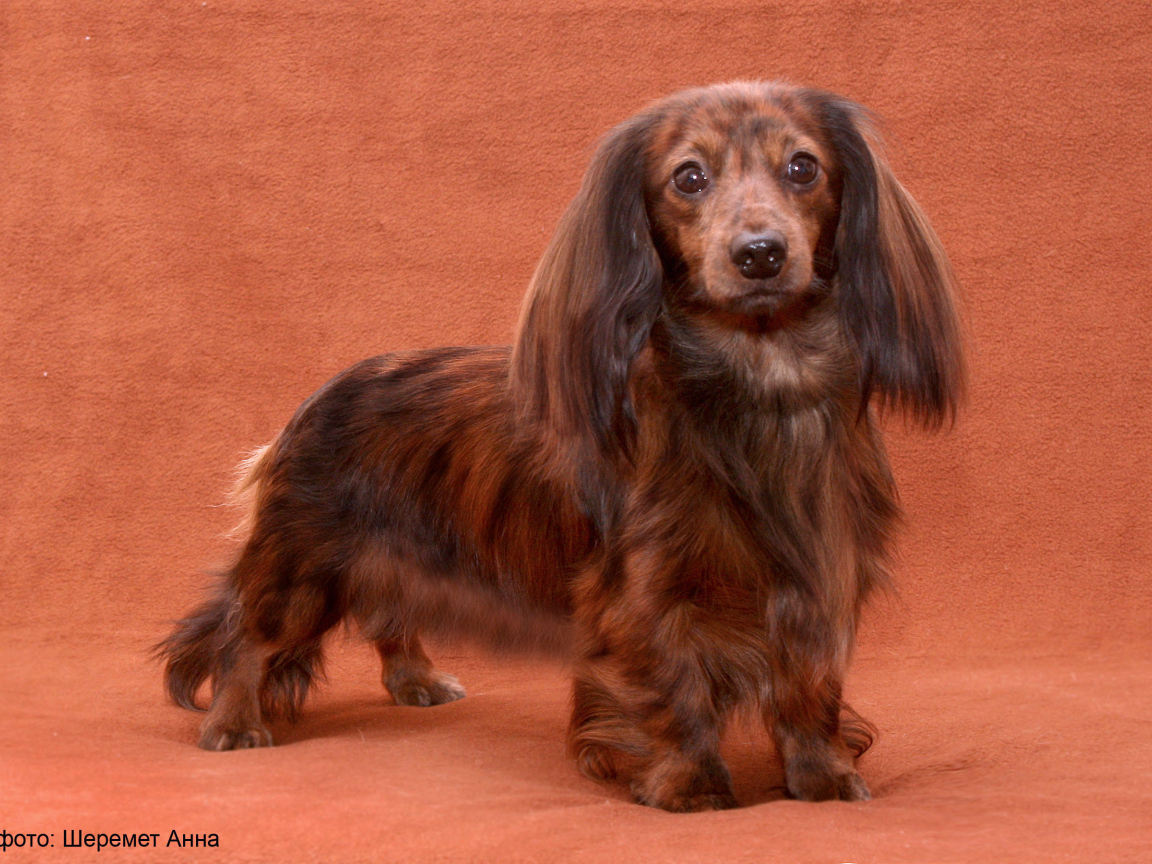 Пушистая такса позирует