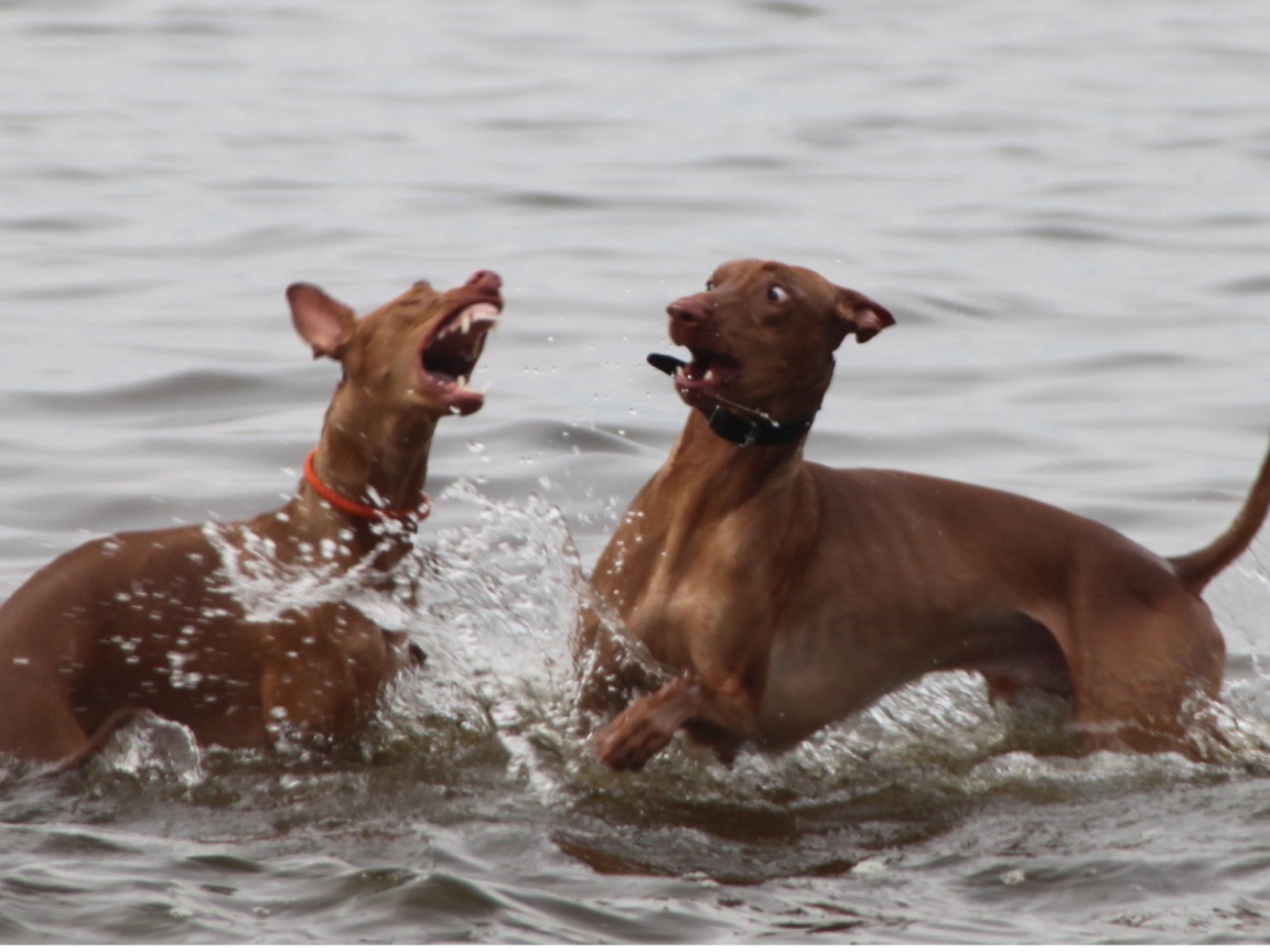 Игры фараоновых собак в воде