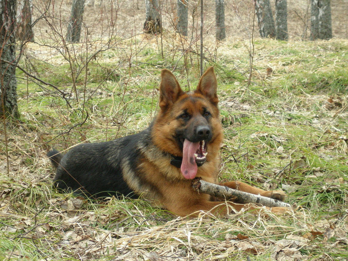 Немецкая овчарка с длинным языком