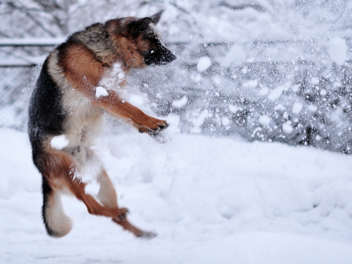 Немецкая овчарка ловит снежки