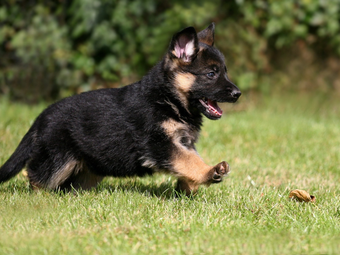 German Shepherd puppy runs on grass