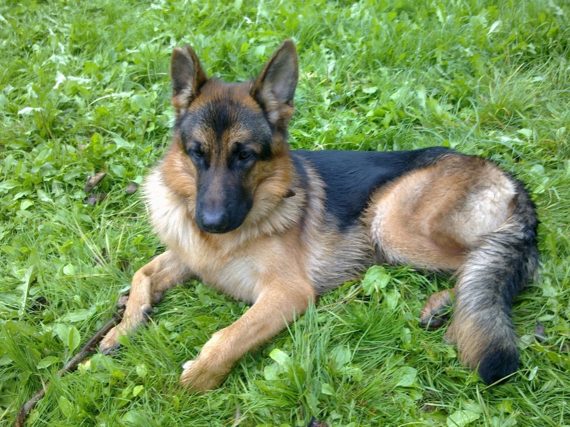 Немецкая овчарка отдыхает на траве