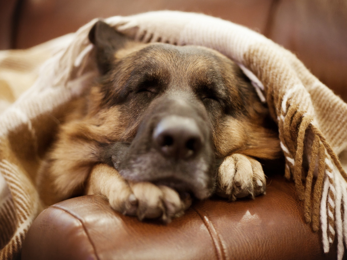 Немецкая овчарка спит