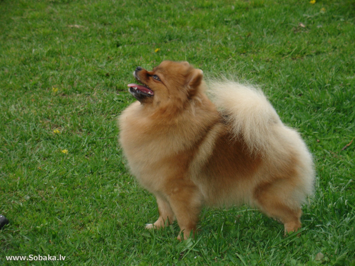 Довольный шпиц на газоне