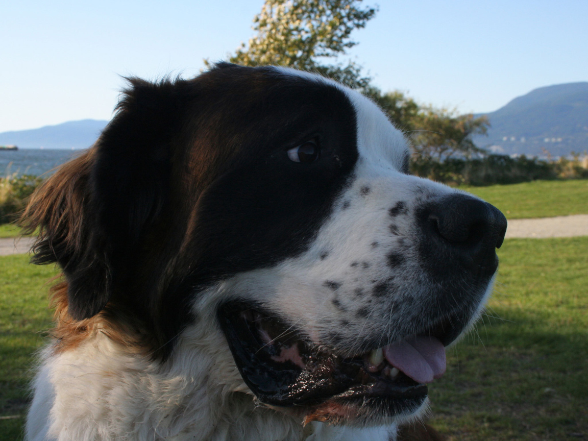 Довольный пес сенбернар