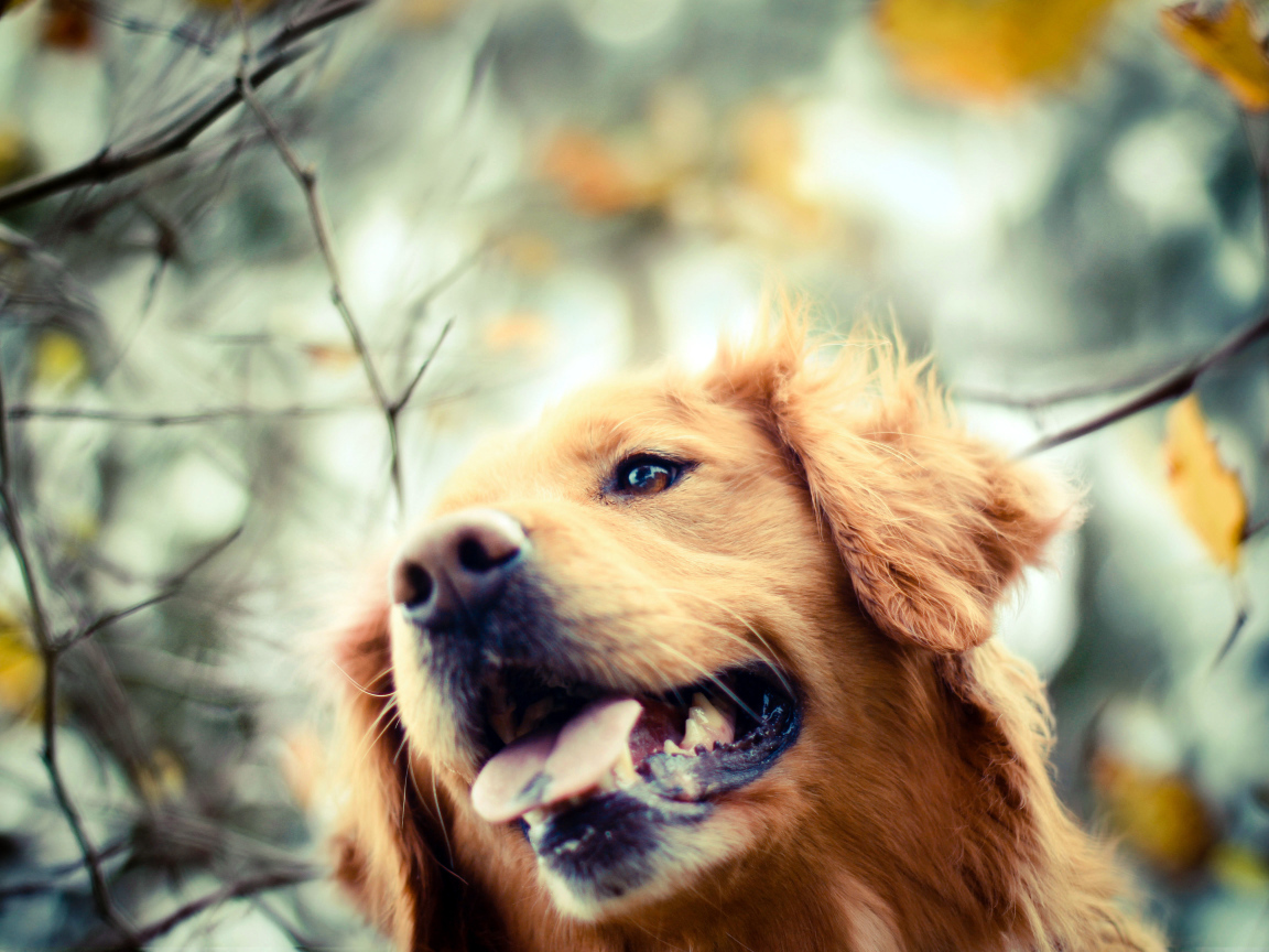 Золотистый ретривер