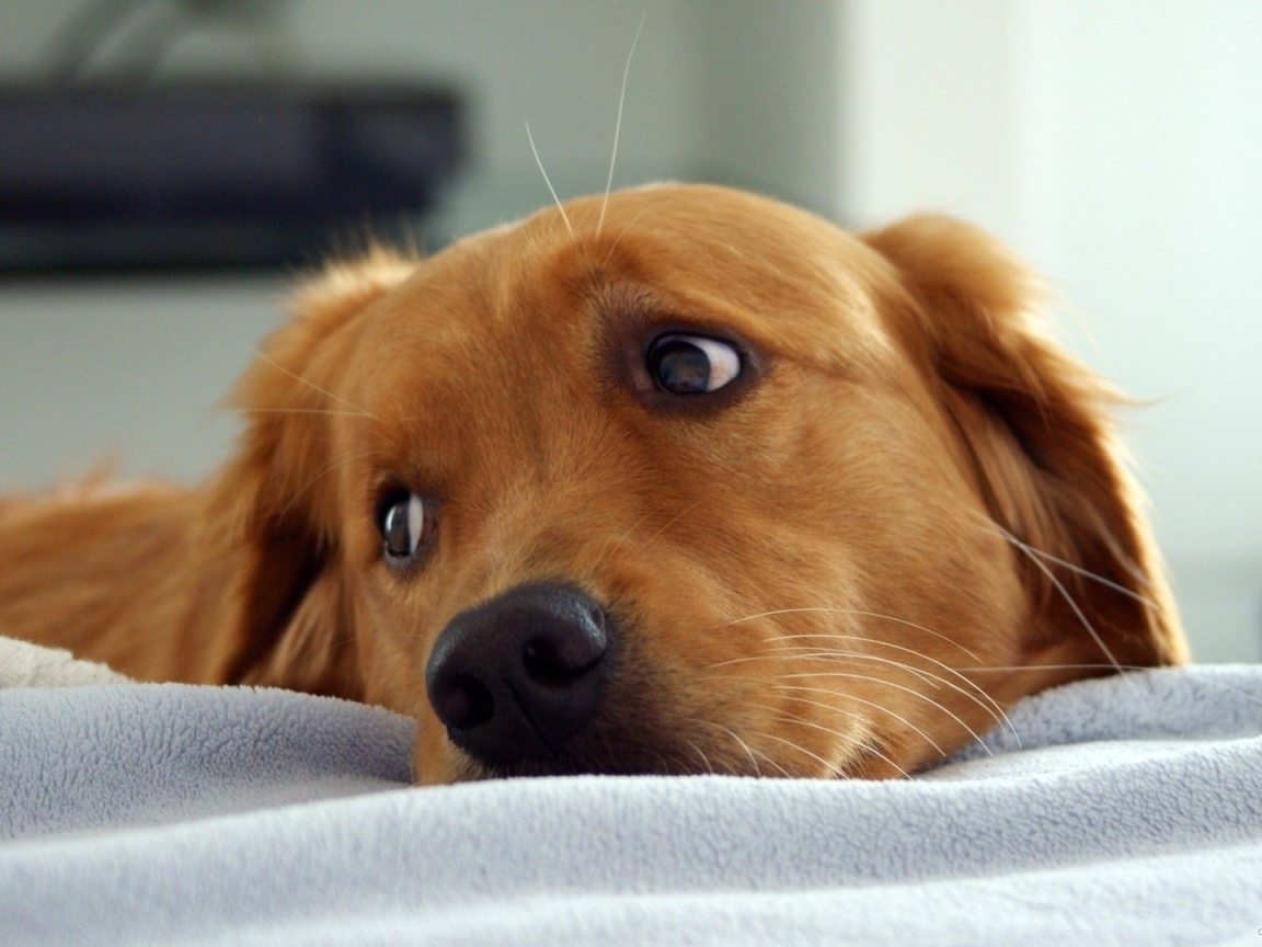 Золотой ретривер в кровати