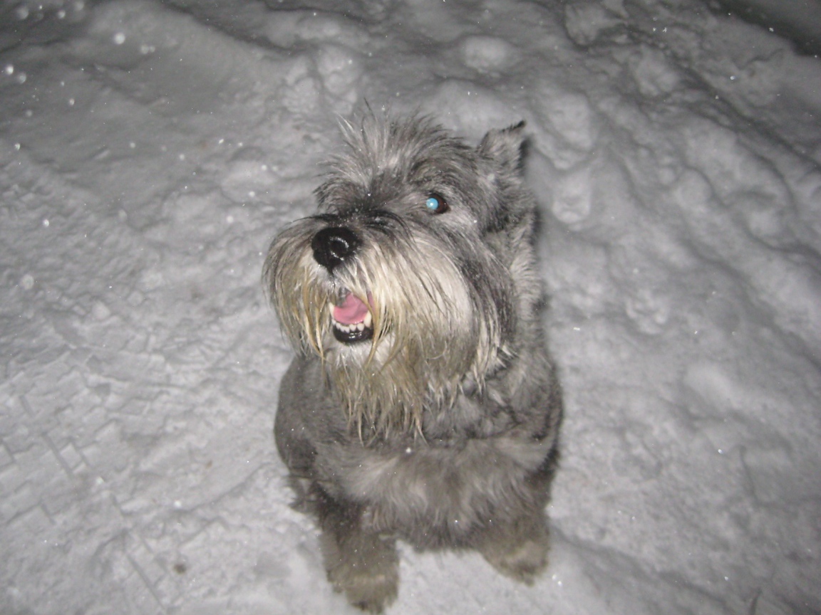 Серый шнауцер в снегу