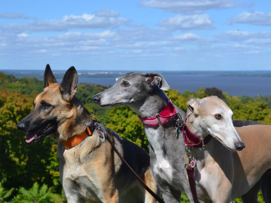 Борзые собаки с овчаркой