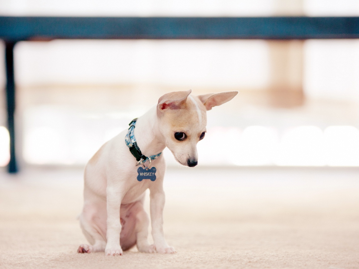 Провинившийся пес чихуахуа