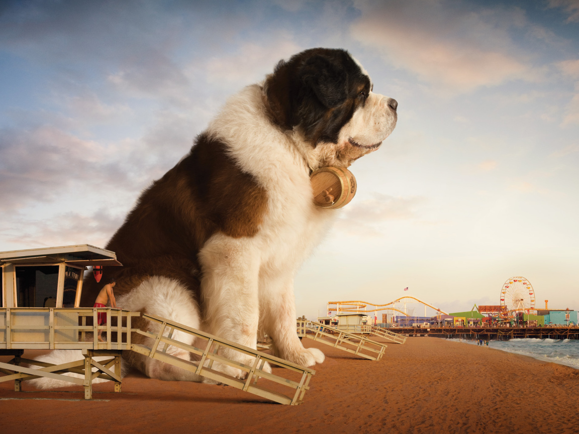 Огромный сенбернар на пляже