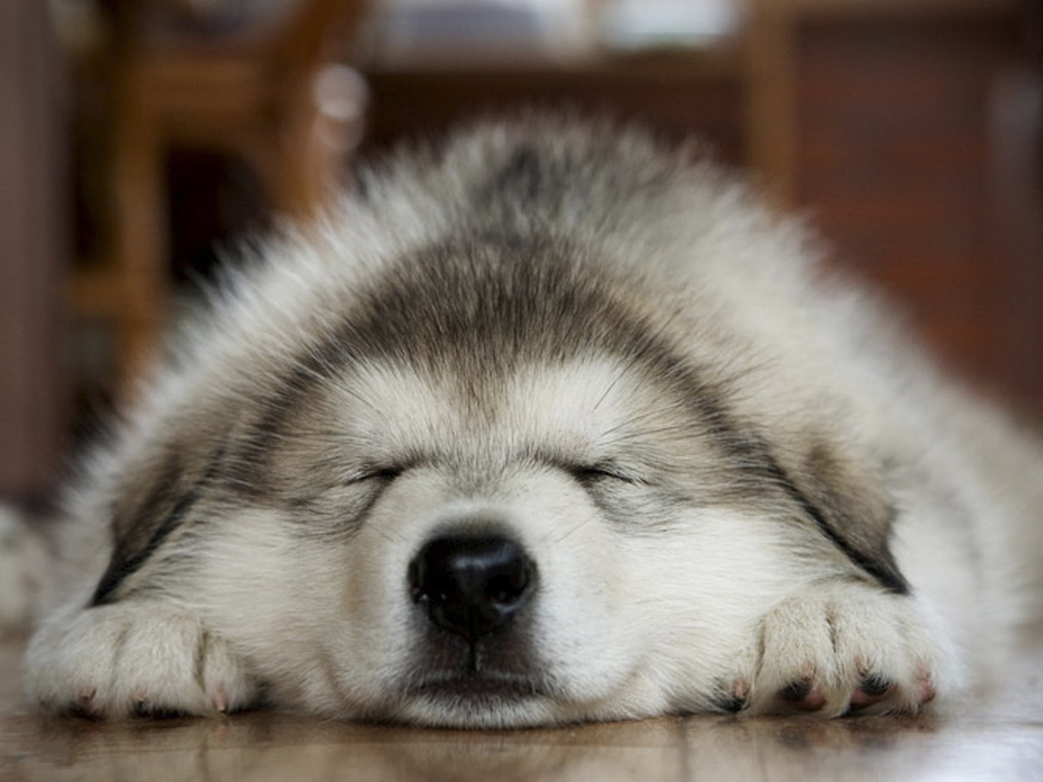 Лайка хаски спит