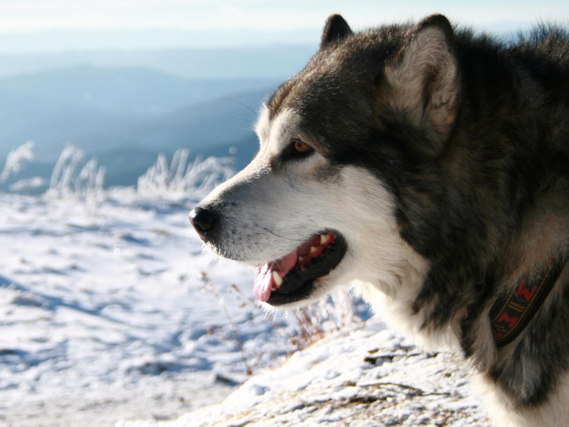 Лайка смотрит на поле