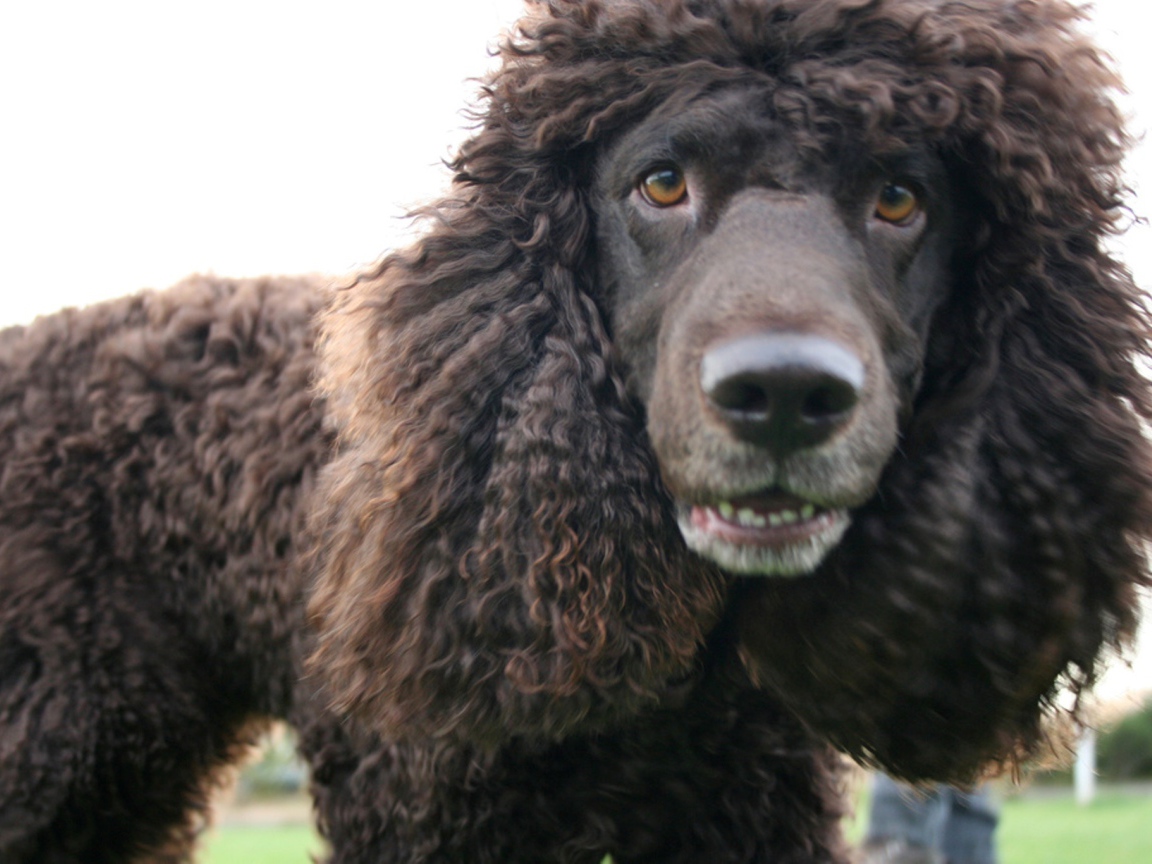 Порода ирландский водяной спаниель