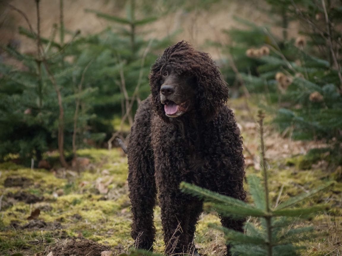Ирландский водяной спаниель в лесу