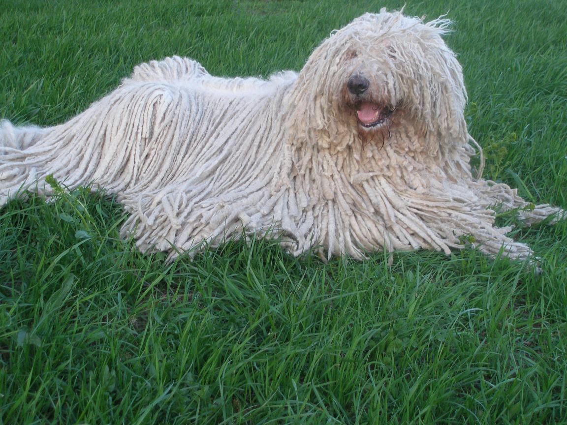 Собака с дредами комондор