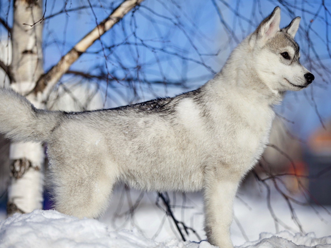 Лайка у березы