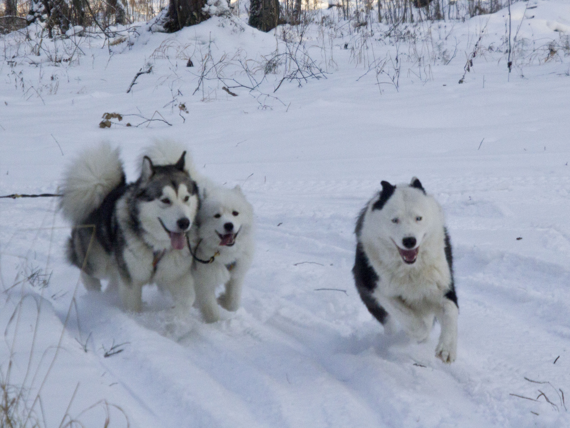 Лайки бегут по лесу