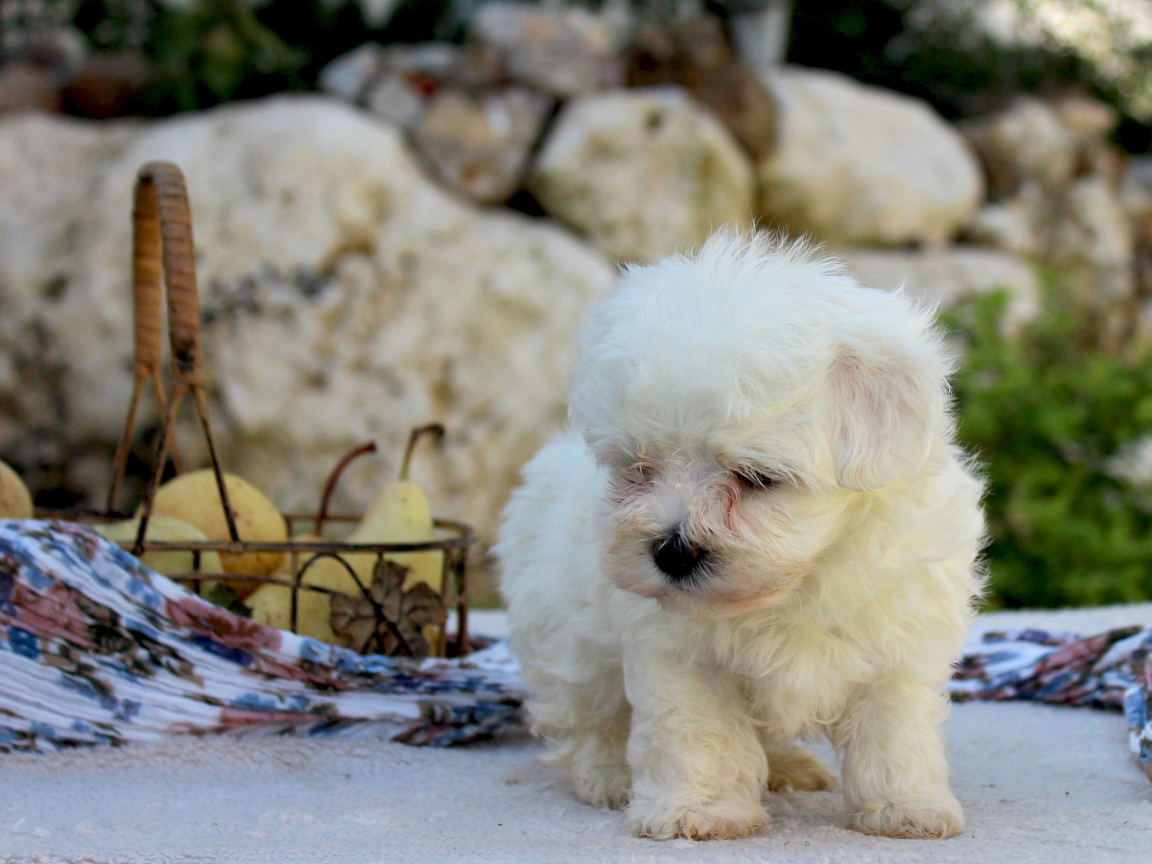 Болонка и корзина фруктов