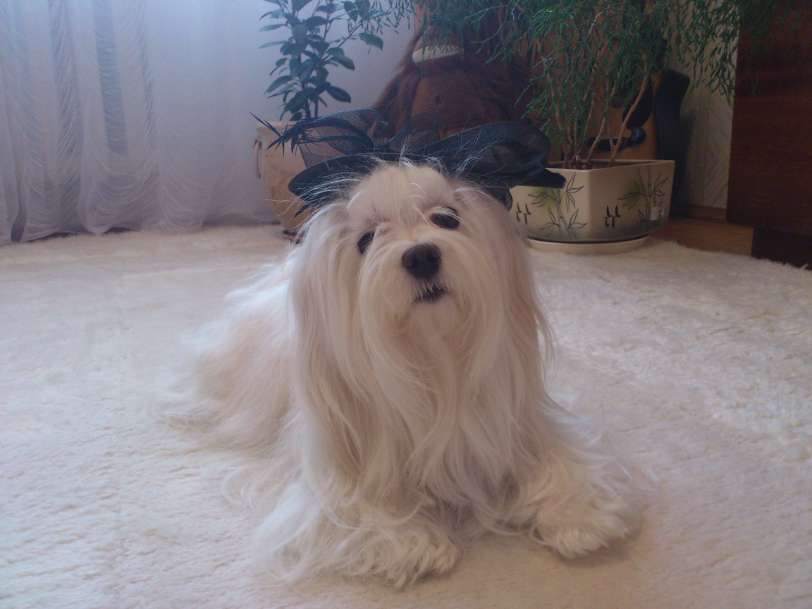 Болонка в квартире