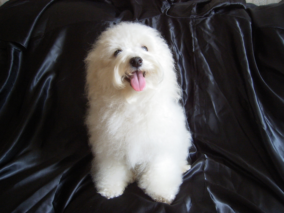 Болонка на чёрном фоне