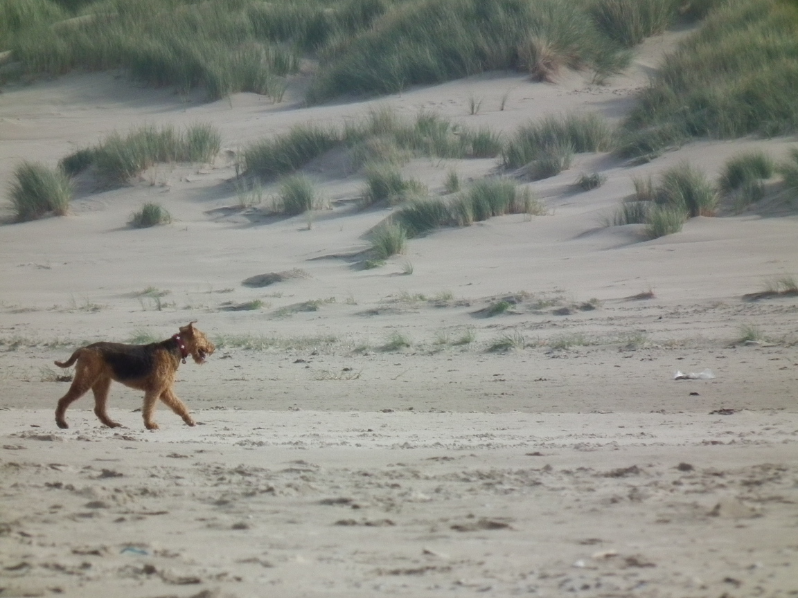 Одинокий эрдельтерьер в пустыне