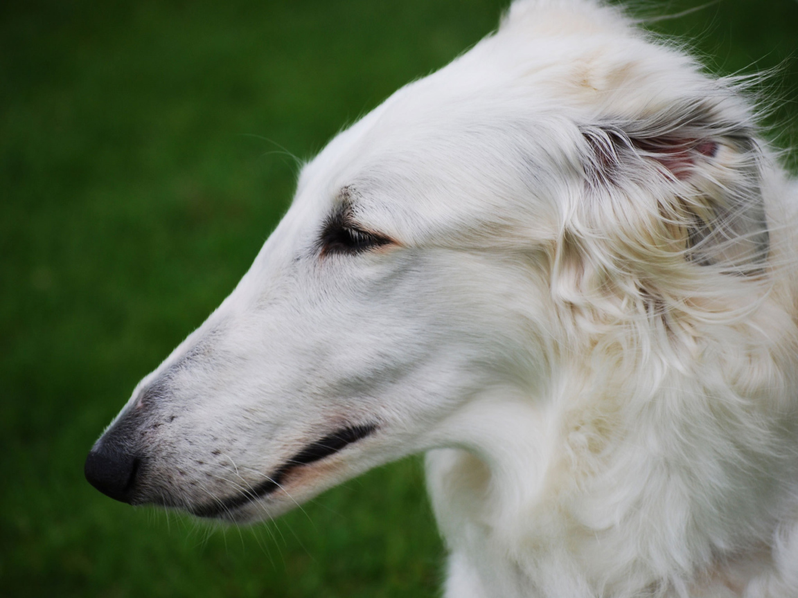 Длинная морда борзой собаки