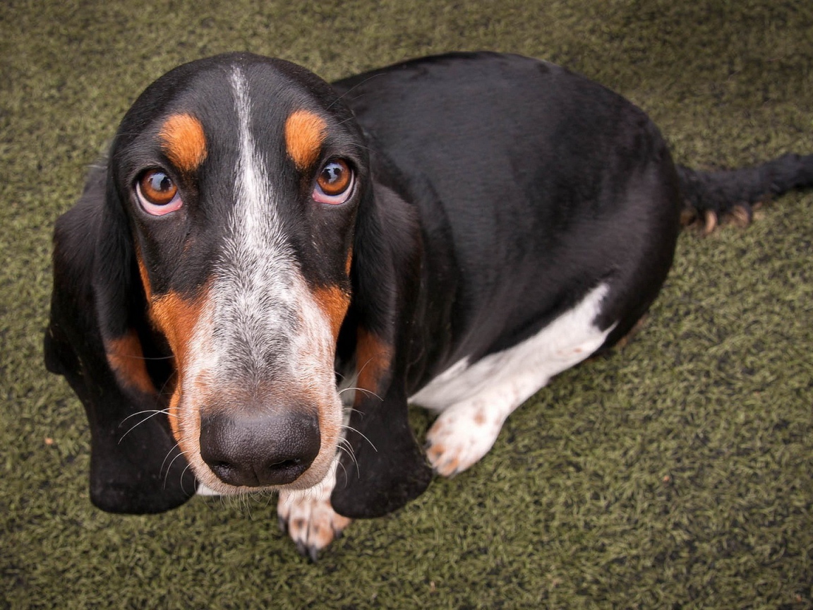 Преданный пес