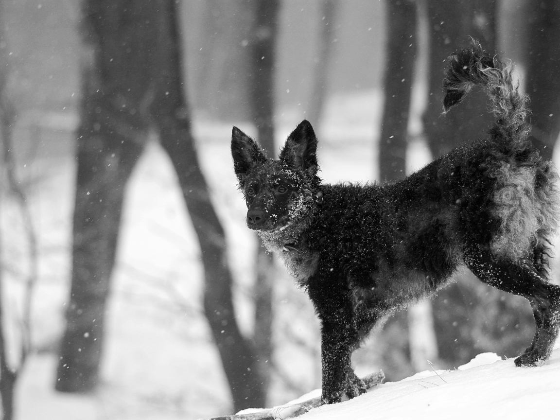 Муди на снегу