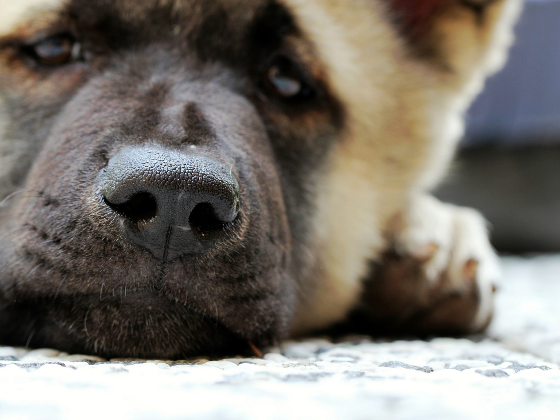 Мордочка американской акиты