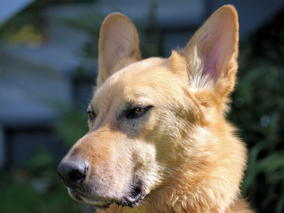 Морда пса чинук