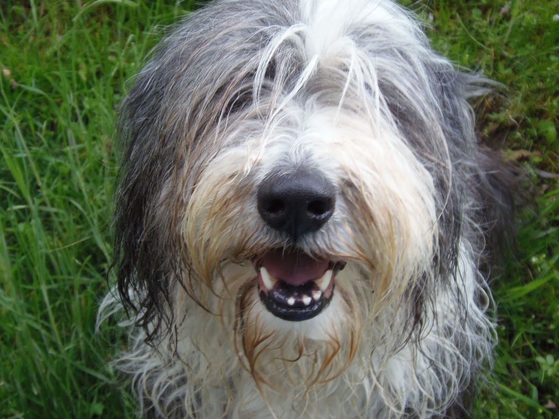 Мордашка собаки породы бобтейл