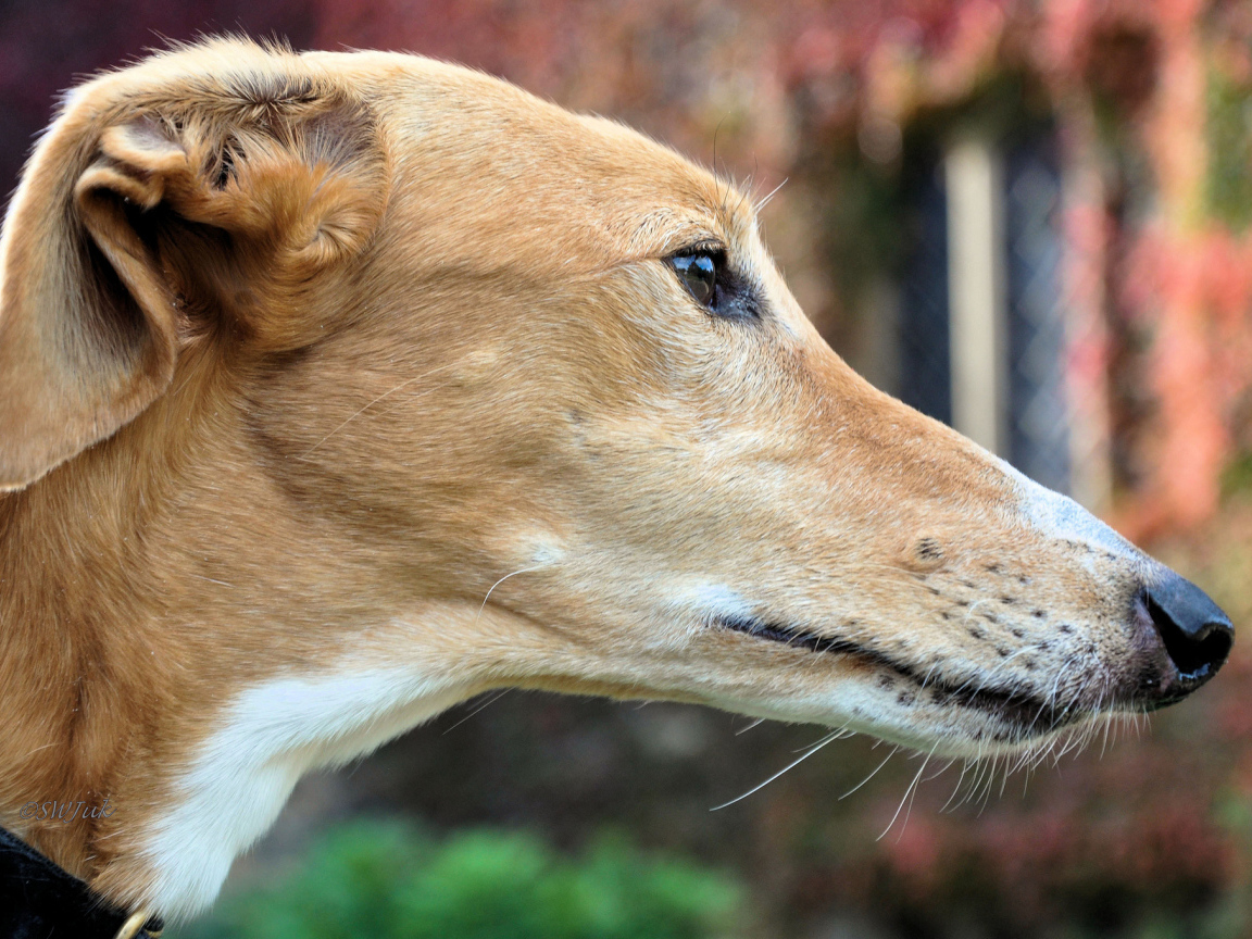 Мордочка собаки породы салюки