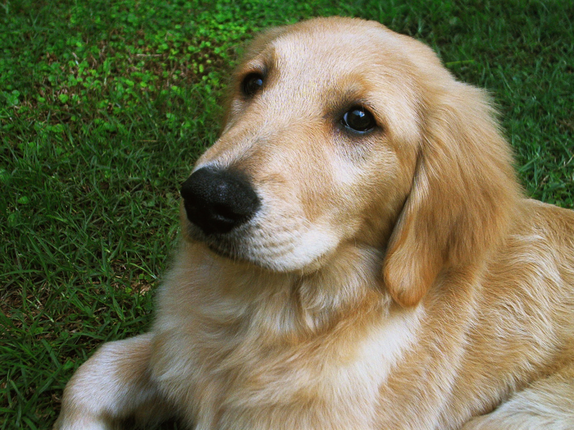 Мордочка золотого ретривера