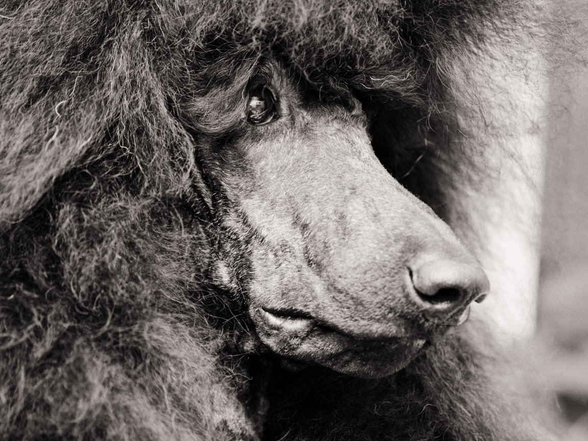 Морда черного пуделя