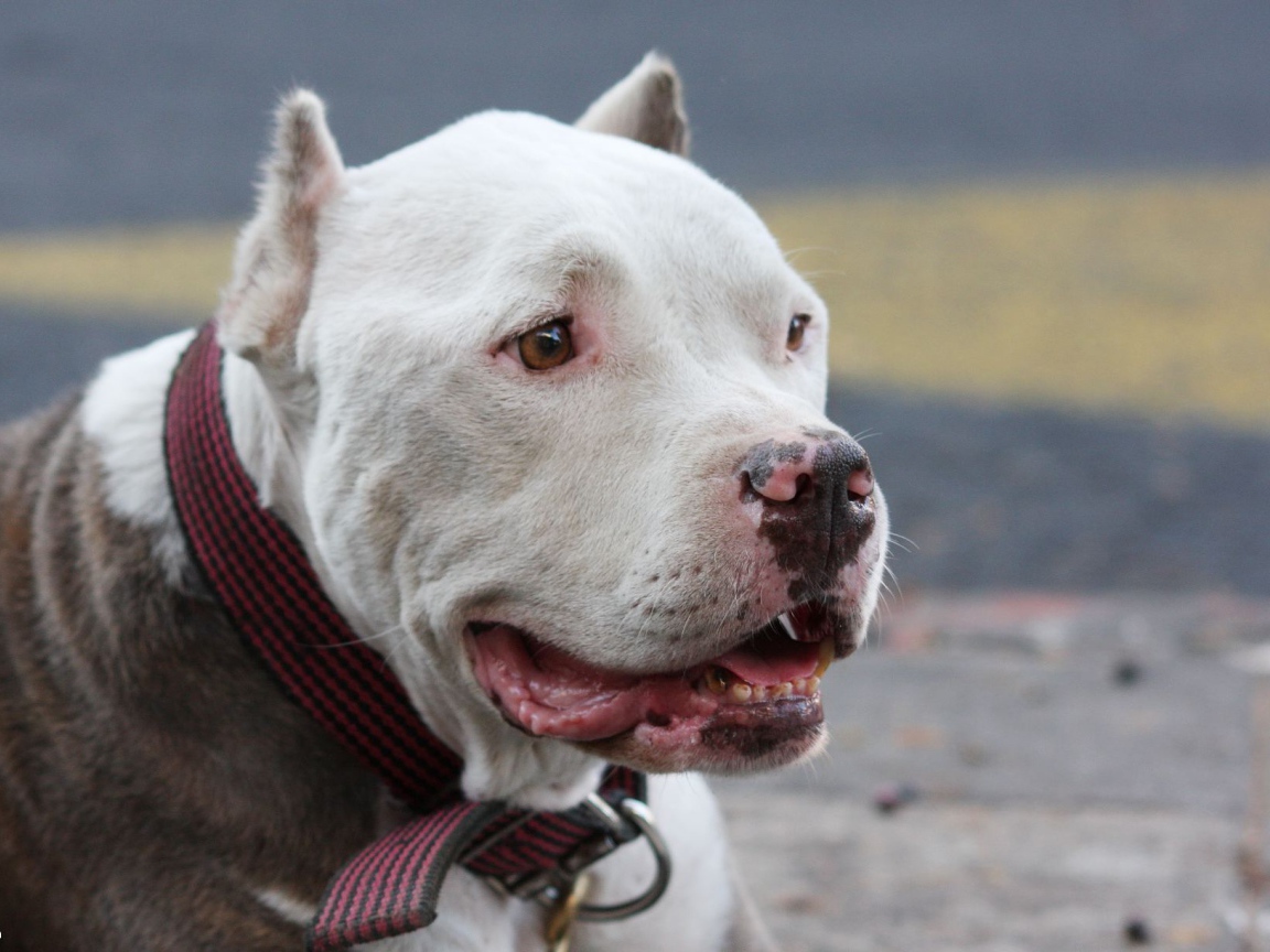 Морда белого питбуля