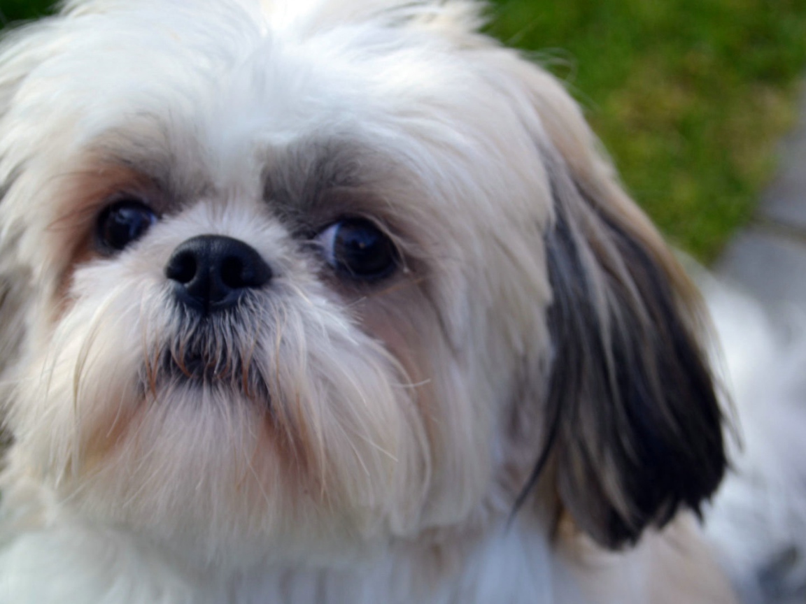 Морда белого шитцу