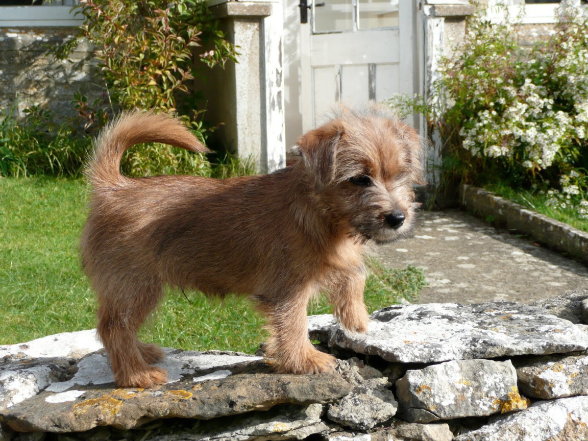 Норфолк терьер на камнях