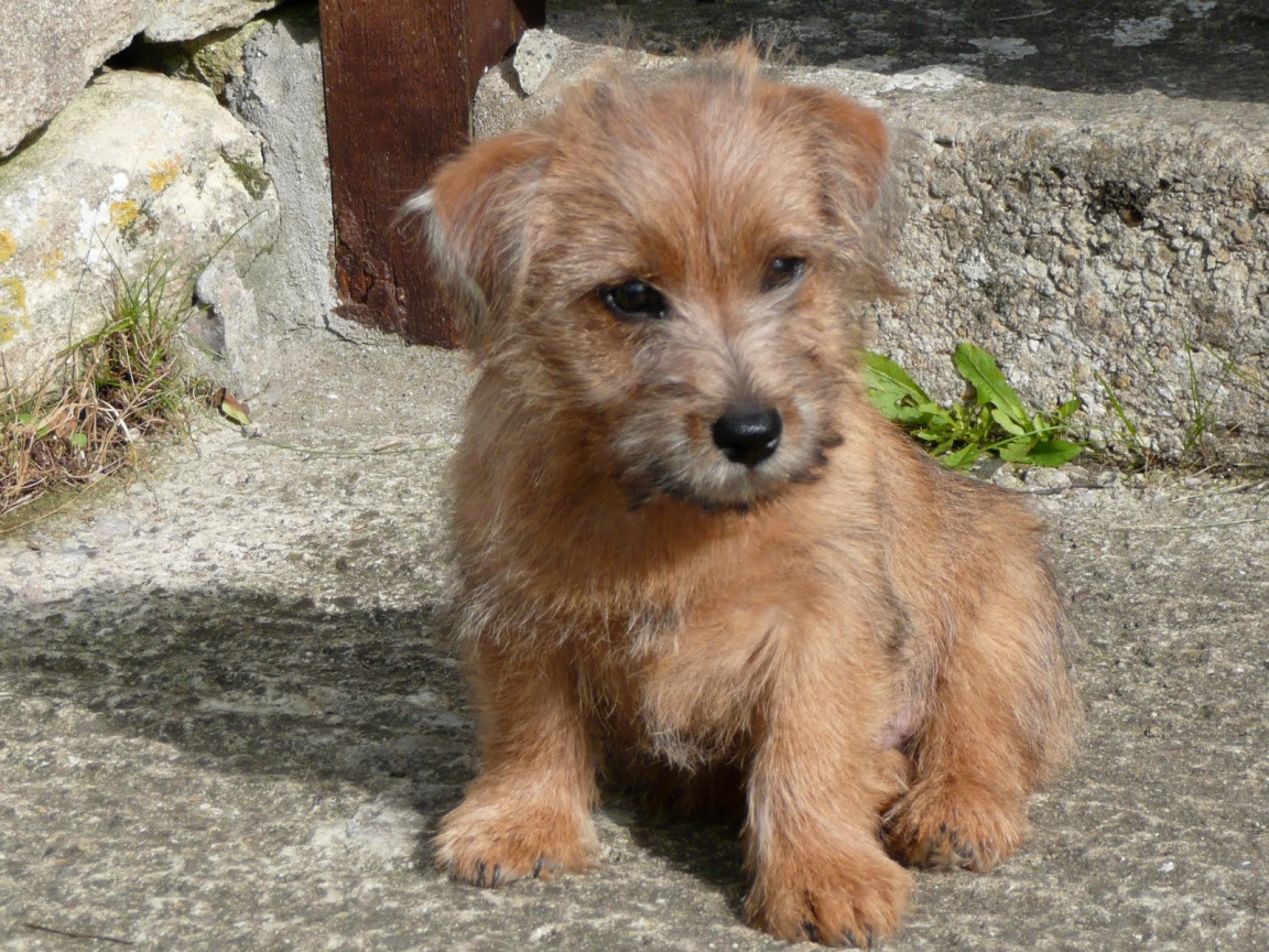 Щенок норфолк терьер