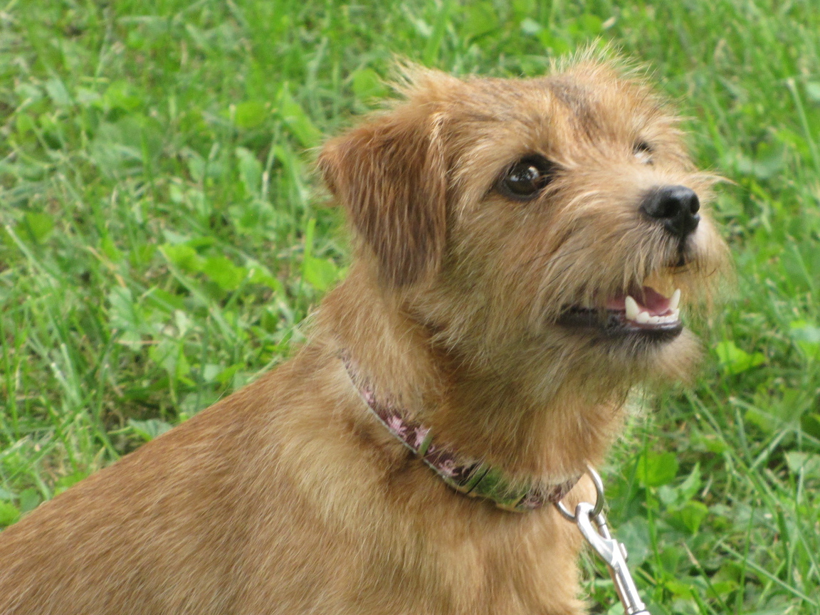 Любознательный норфолк терьер