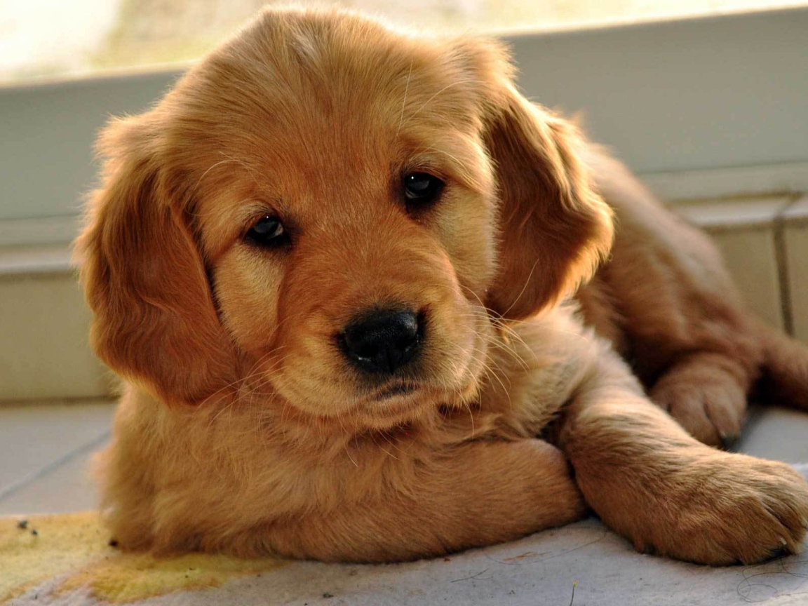 Грустный щенок норфолк терьер