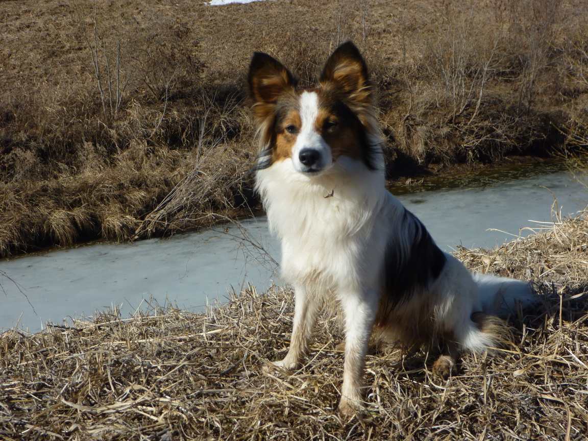 Папильон на берегу ручья