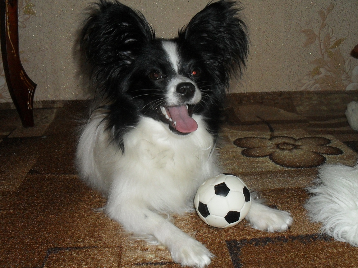 Папильон играет в футбол