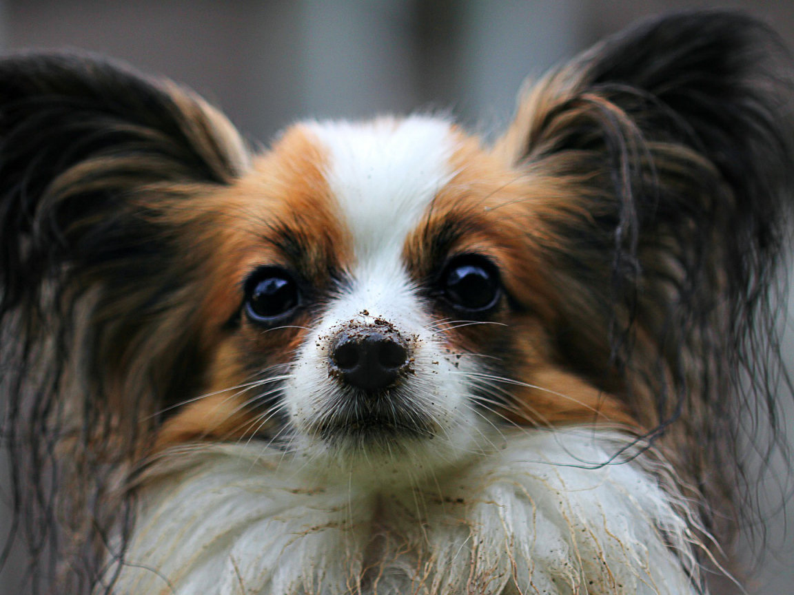 Папильон с грязным носом