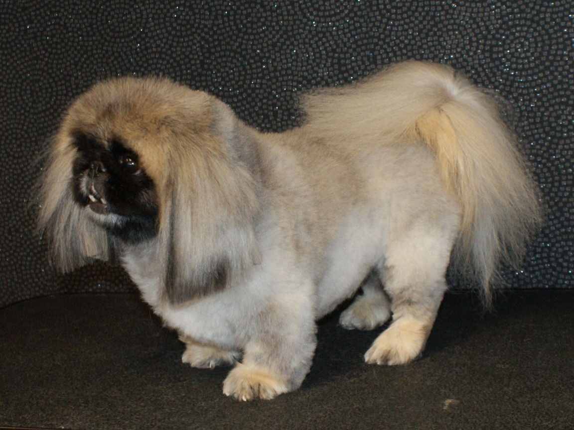 Собака пекинес на черном фоне