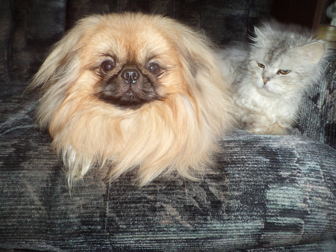 Пекинес и недовольный кот