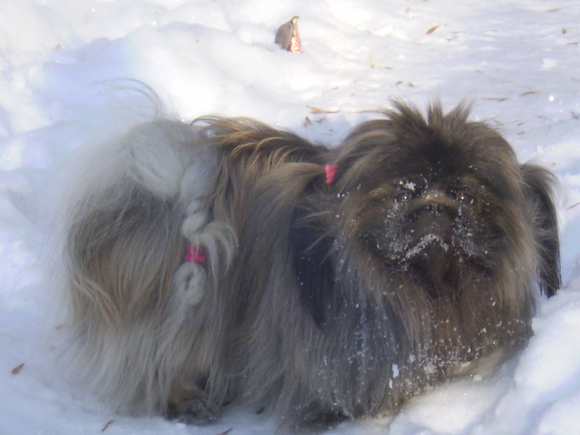 Пекинес в снегу