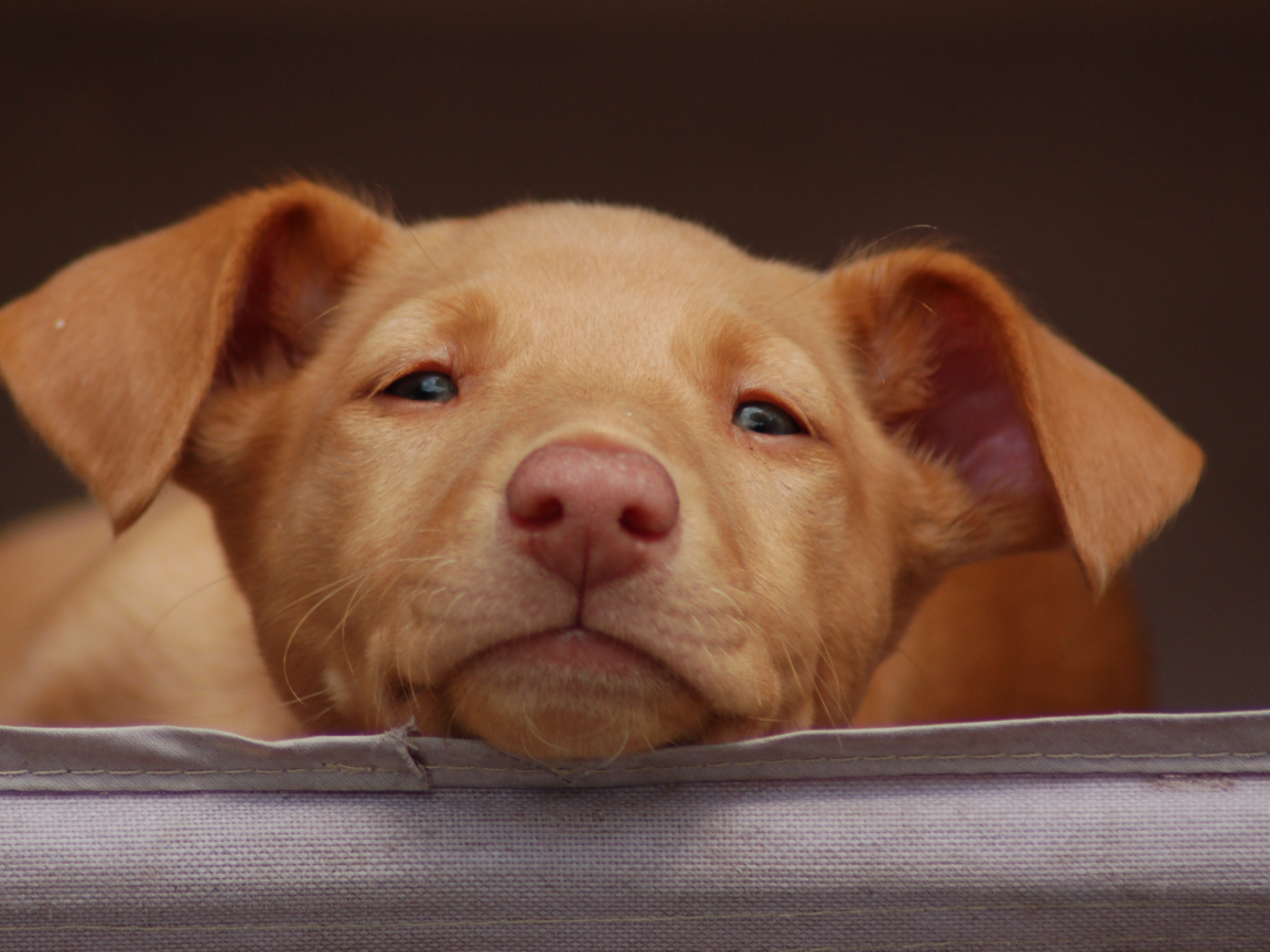 Щенок фараоновой собаки